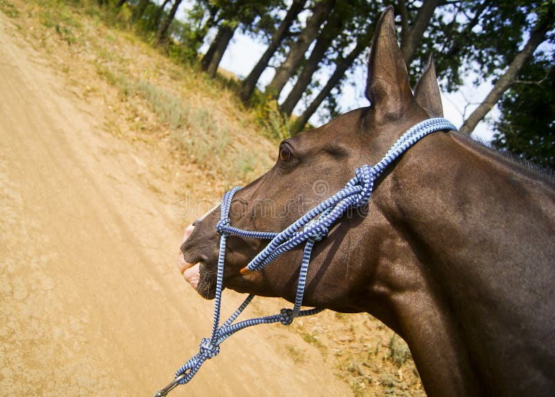 Horse Wearing Halter stock image. Image of angle, nobody 12986281