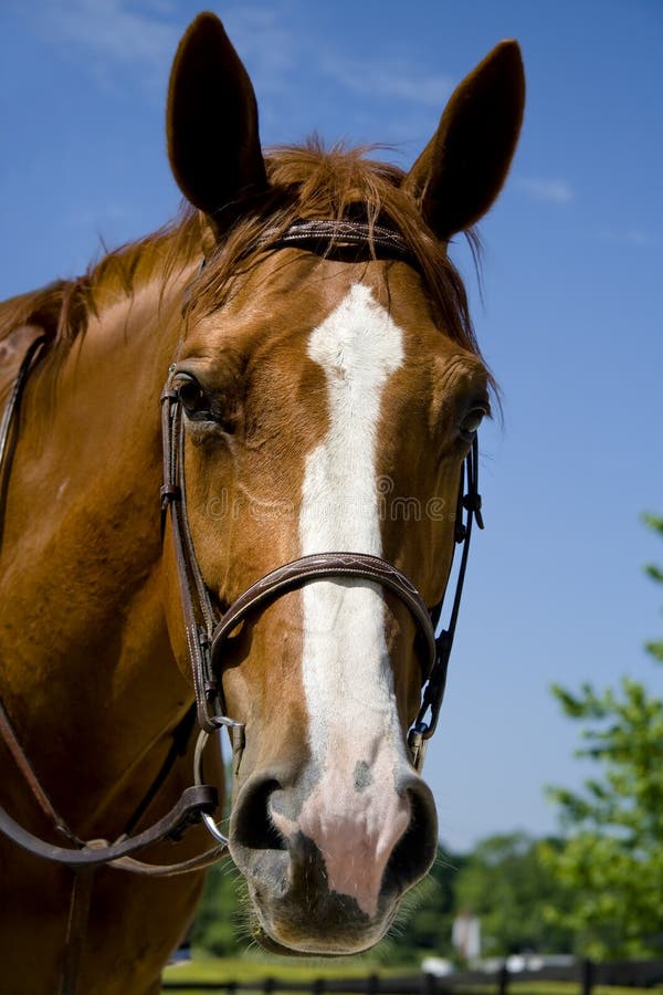 Horse wearing a bridle