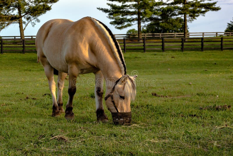 Horse wearing a grazing muzzle