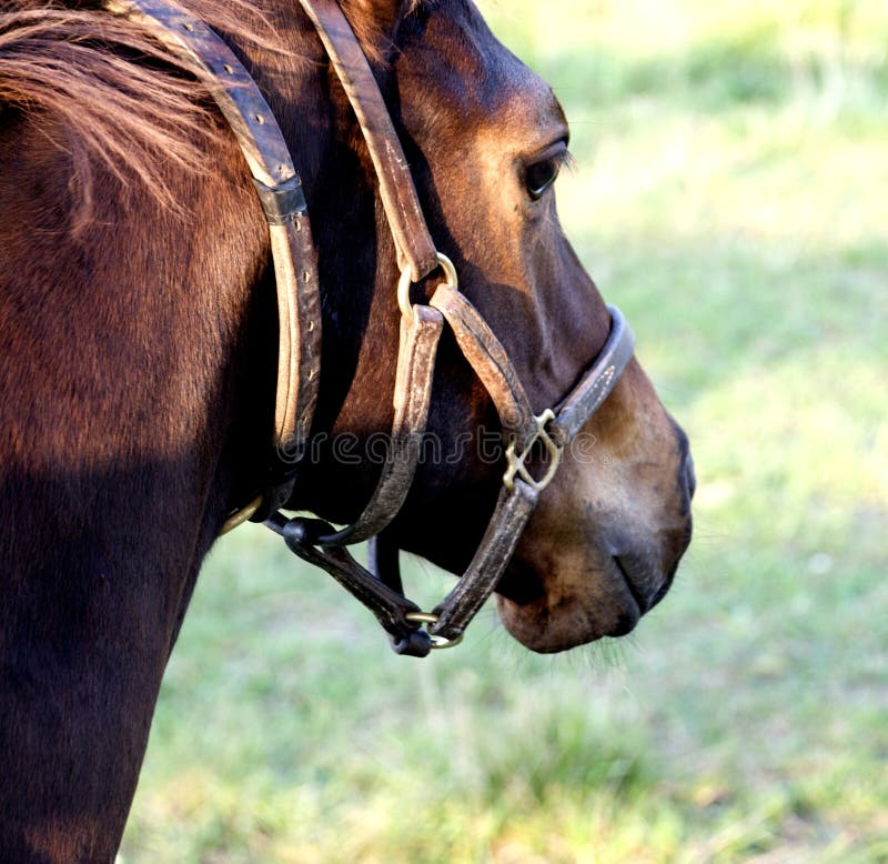 Horse wearing halter stock photo. Image of face, farm 11069246