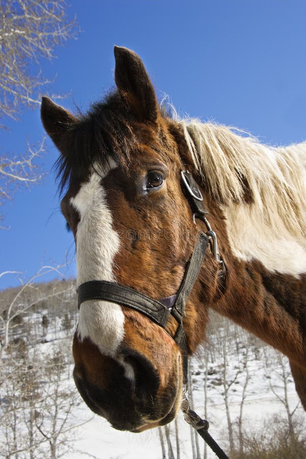 3+ Brown horse wearing halter Free Stock Photos StockFreeImages