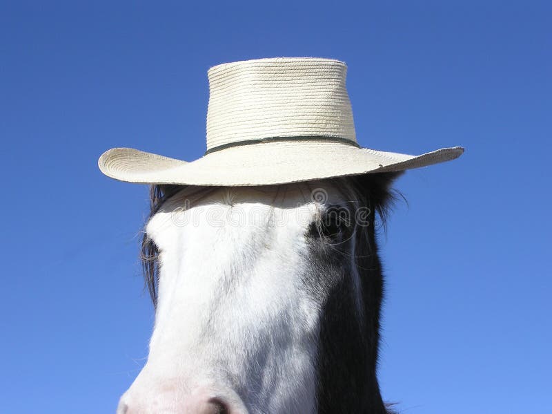 Horse wearing a hat stock photo. Image of equestrian, horse 61268