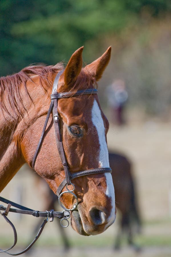 Horse wearing riding tack stock photo. Image of nose, halter 7499428