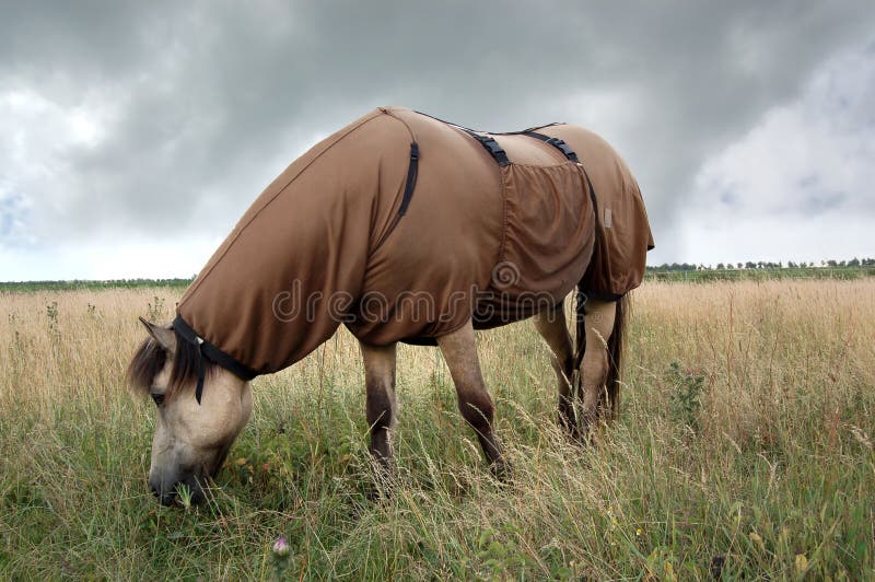 Horse Wearing Sweet Itch Blanket Stock Image Image of blanket