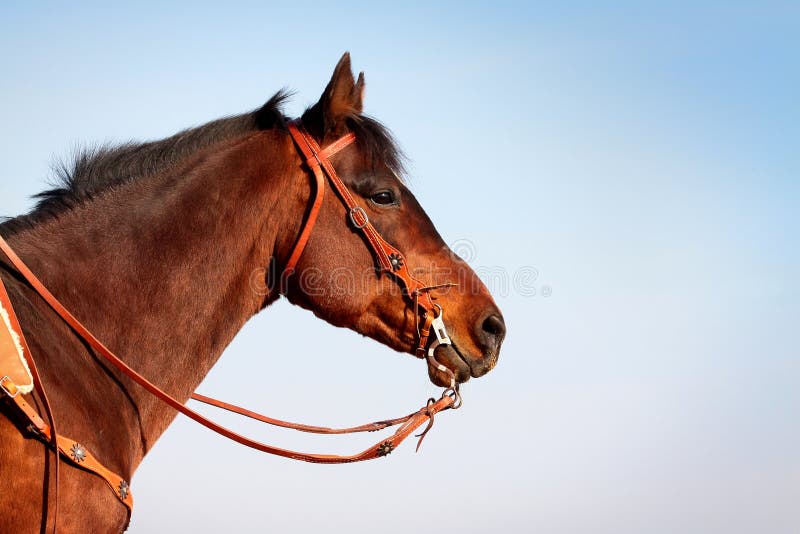Horse in western equipment stock image. Image of profile 13834997
