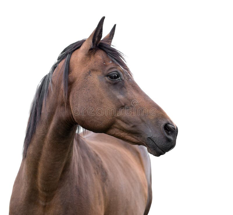 Bay Horse Standing Isolated White Background Stock Photo by ©kwadrat70  206585414