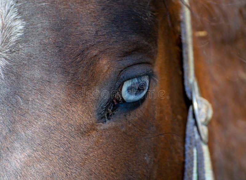 Horse with white eyes stock photo. Image of animal, farm 113824206