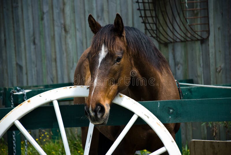 Horse with white wheel