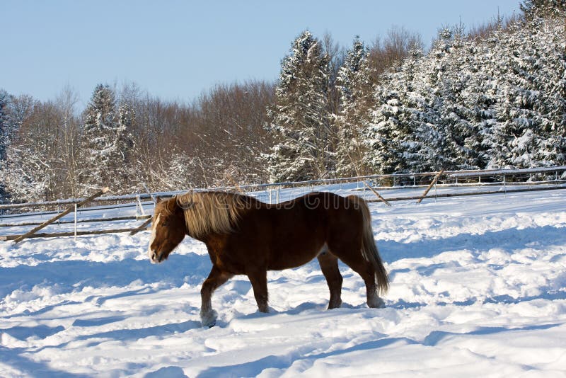 Horse in winter royalty free stock photo