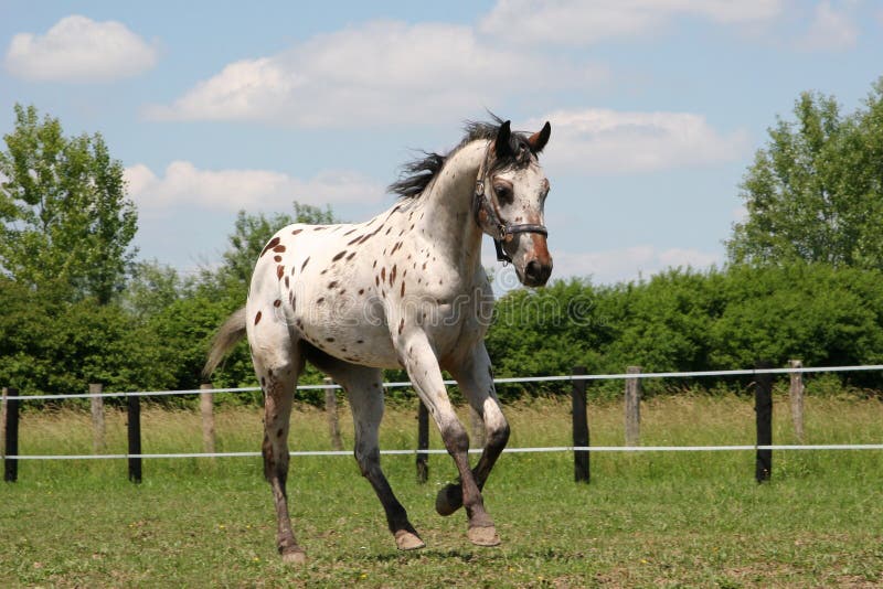 horse - young stallion Appaloosa