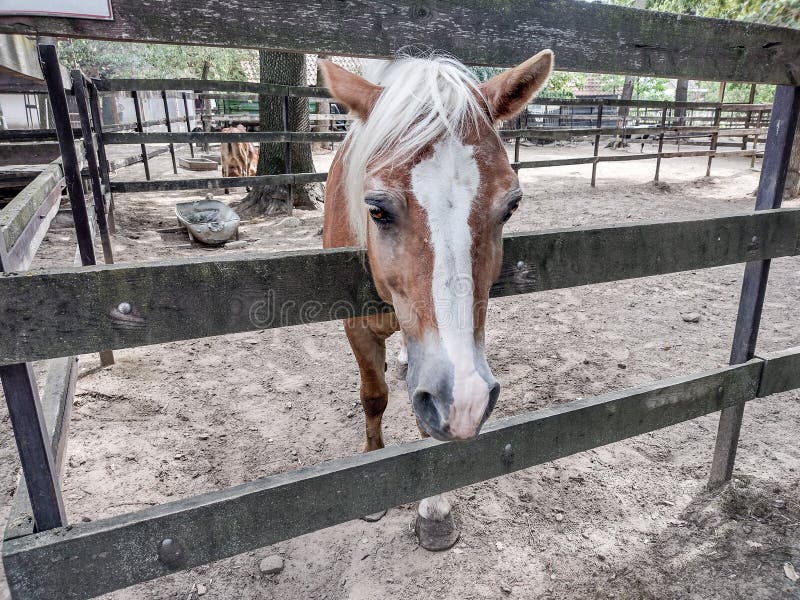 Horse at the zoo in summer stock image. Image of head 255023153