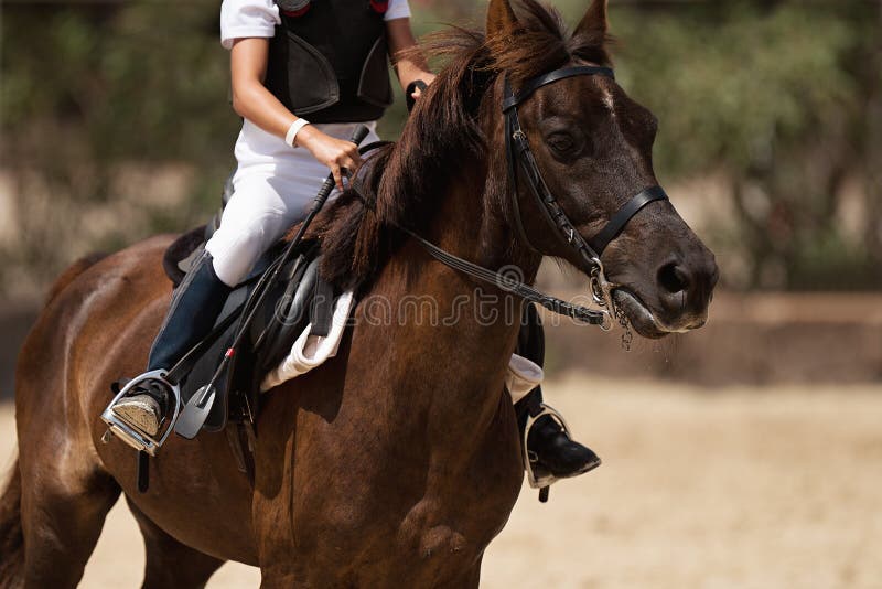 Horseback Riding, Equestrian Child Stock Image Image of paddock