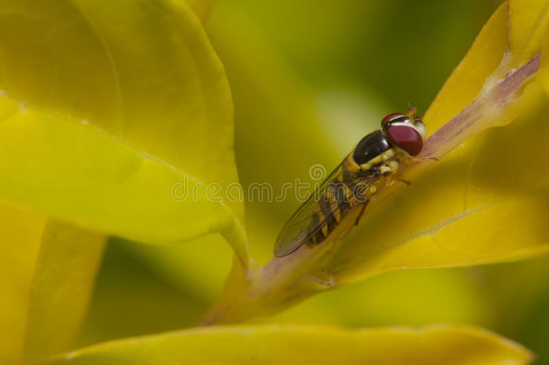 Horsefly on the Branch of Tree Stock Photo Image of summer, insects