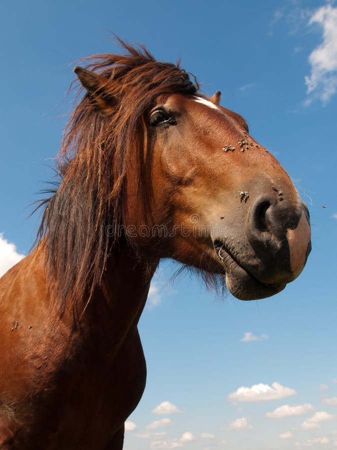 Funny Face Horse stock image. Image of nose, comical, funny 8639113