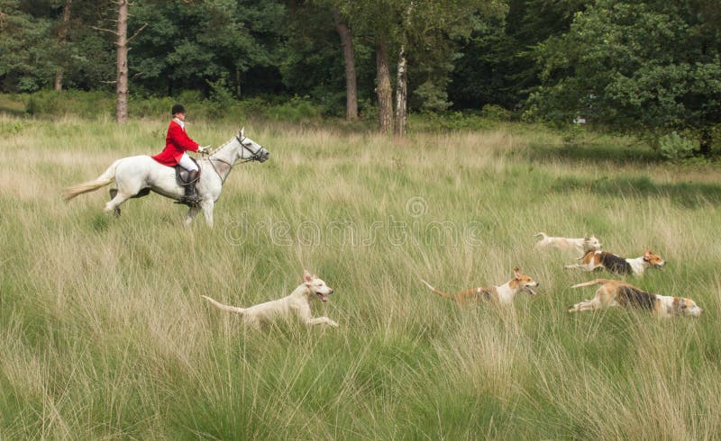 Horseman with English Pointer dogs in action