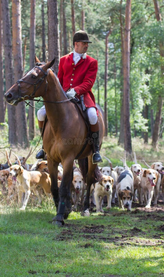 Horseman with English Pointer hunting dogs