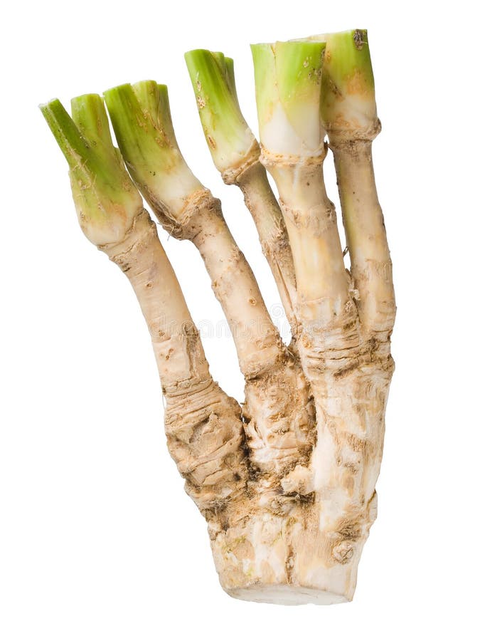 Horseradish. stock image. Image of flavoring, seasoning 10385695
