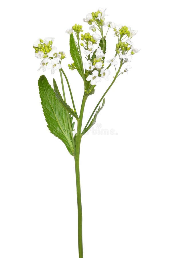 Horseradish Armoracia Rusticana Flower Stock Photo Image of