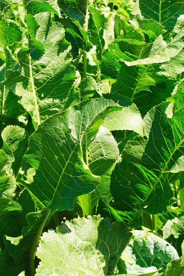 Horseradish (Cochlearia Armoracia) Green Leaves Stock Photo Image of