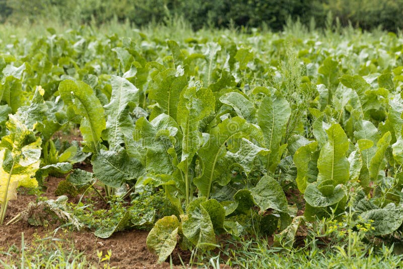 Horseradish Plants, Armoracia Rusticana Stock Photo Image of garden
