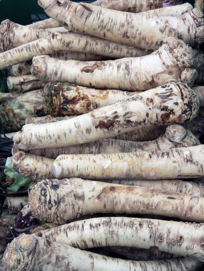 Horseradish root stock image. Image of horseradish, medicine 19728389