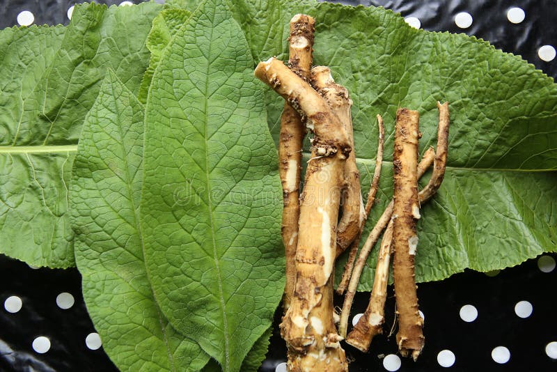 Horseradish Root and Leaves on Table. Stock Image Image of leaf