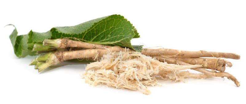Horseradish Roots and Leaves Stock Photo Image of spice, herbal