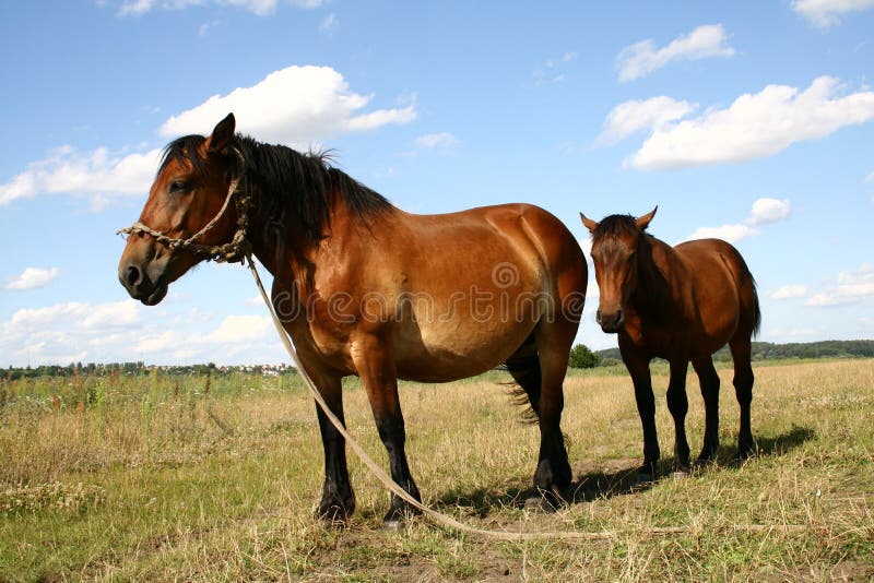 Horses