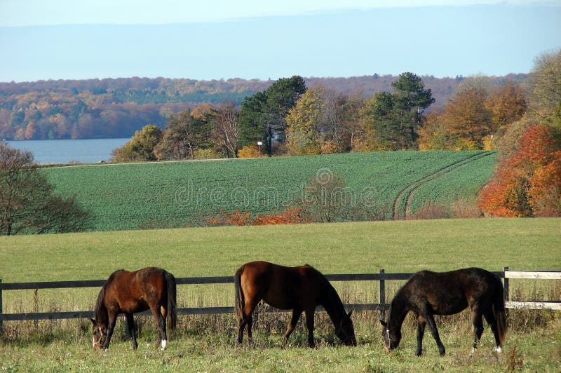 Horses