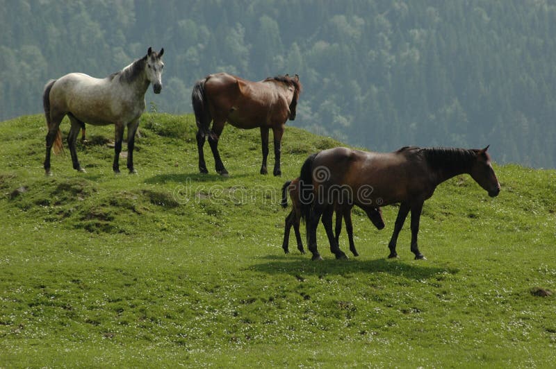 Horses