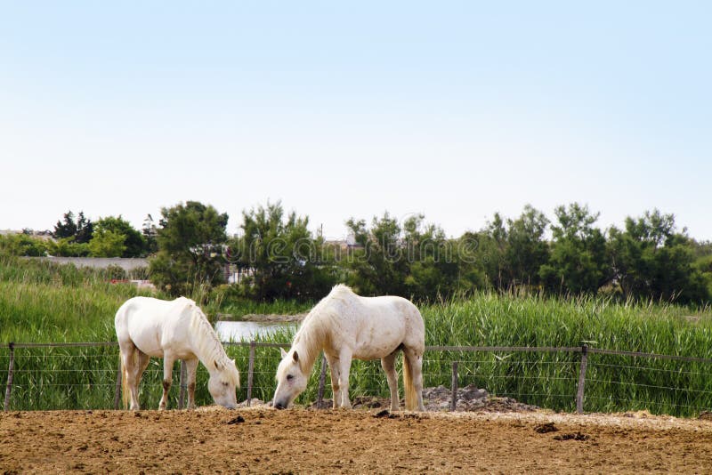 Horses