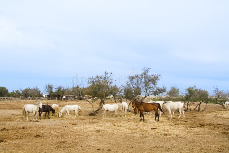 Horses