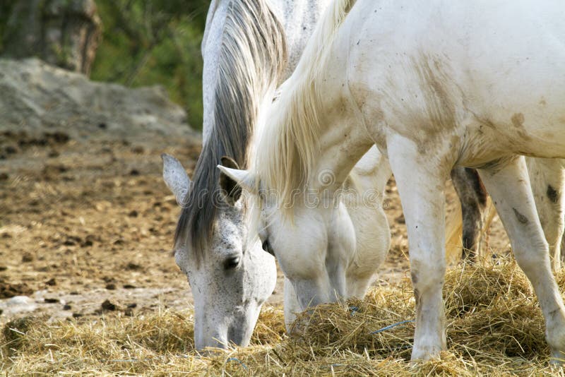 Horses