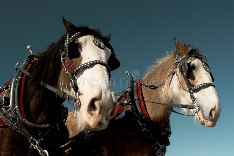 Horses