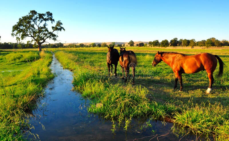 Horses