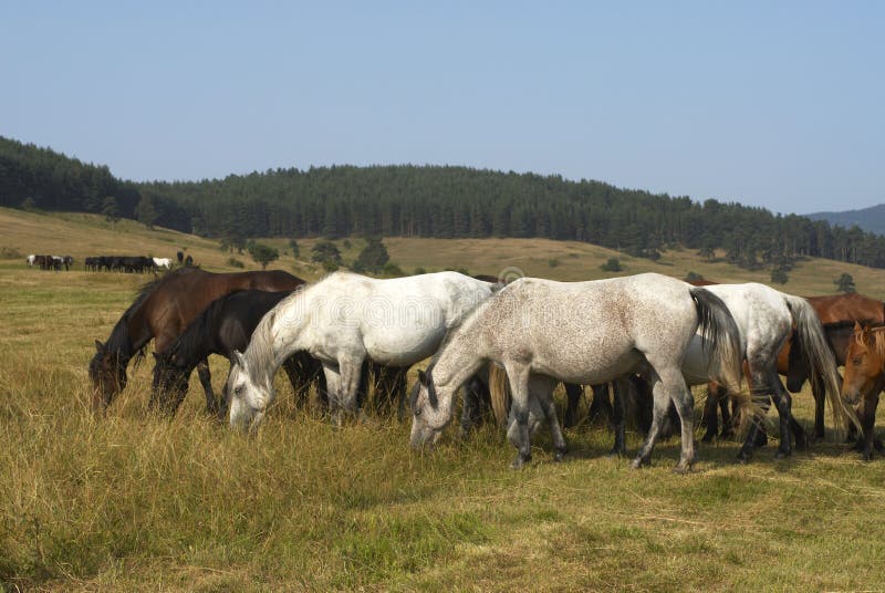 Horses