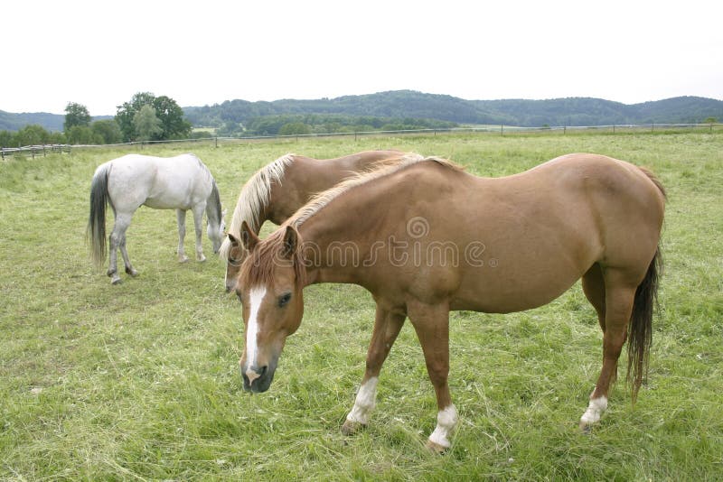 Horses