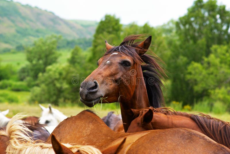 Breed of horses stock photo. Image of horses, beautiful 24532208