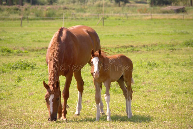 Horses stock image