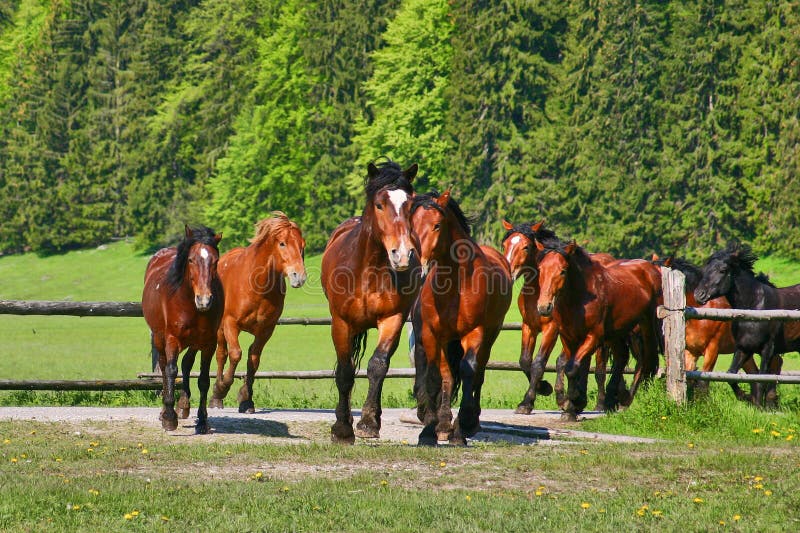 Horses