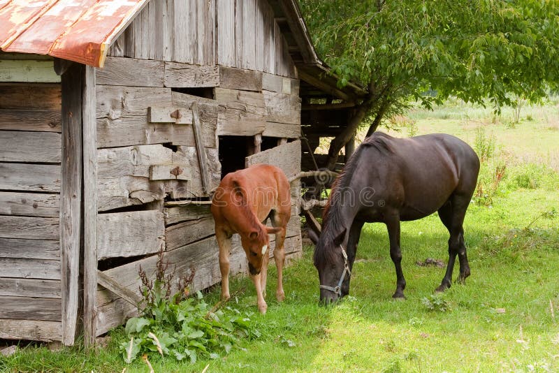 Two Horses by a Red Barn in Virginia Stock Photo Image of farm