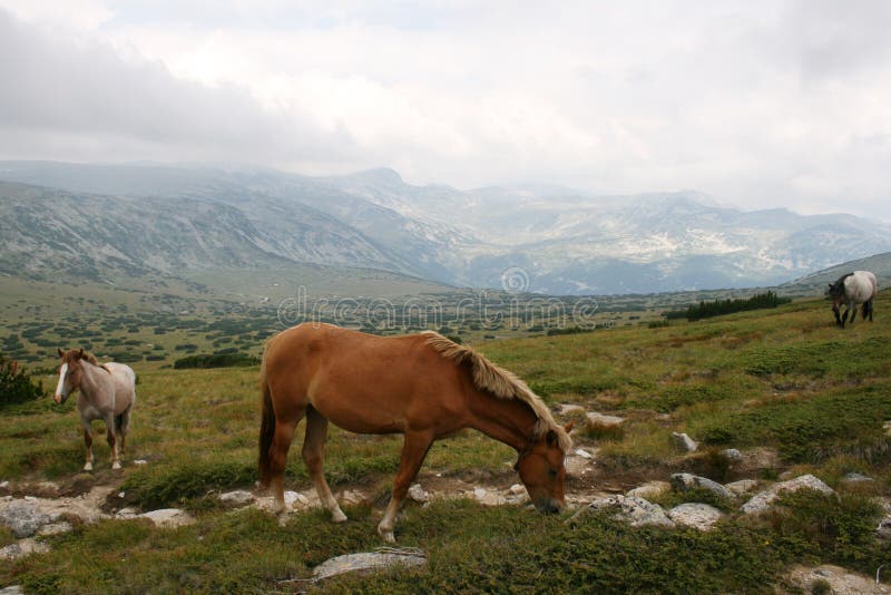 Horses in Bulgarian mountains