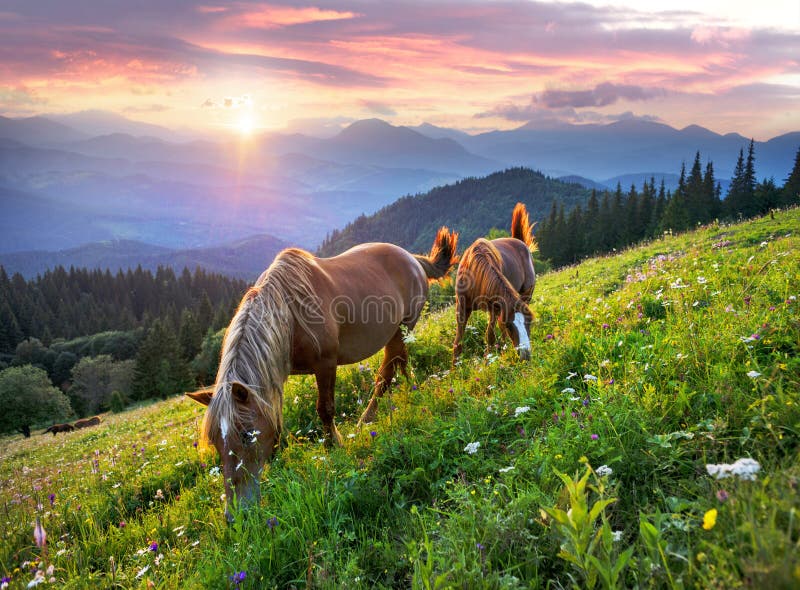 Horses in the Carpathians