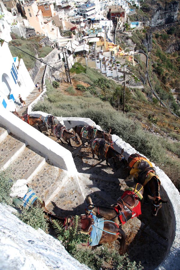 Horses carrying stuff from Santorini Harbor to Fira Town