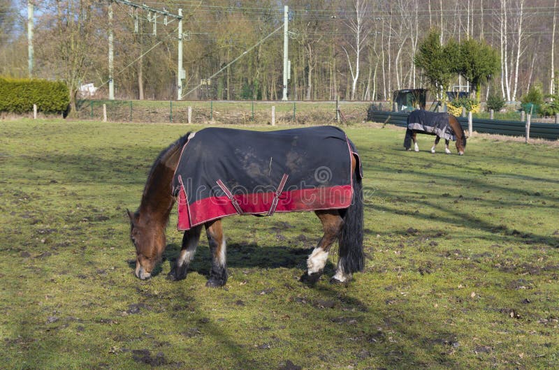 Horses in coats stock photo. Image of coat, black, stable 64190642