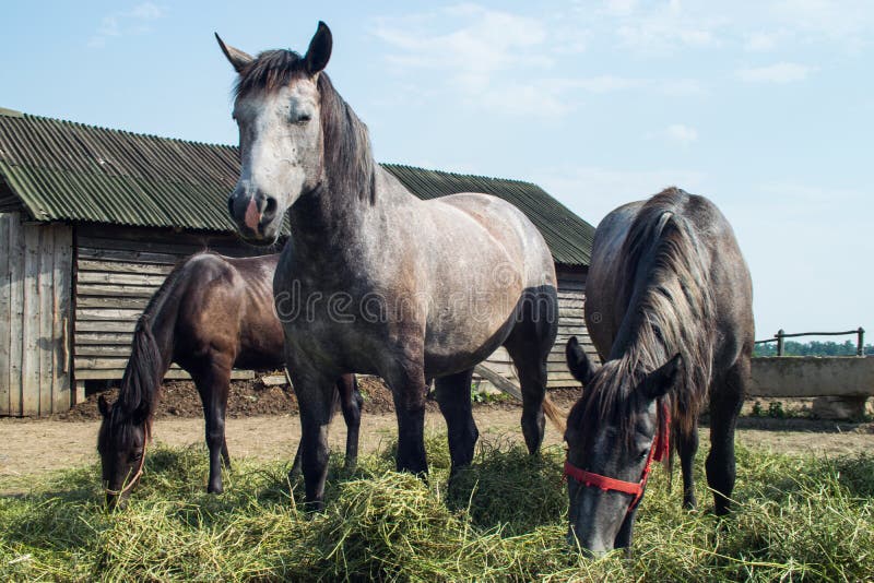 Horses in a coral grazing eating grass feeding 06 stock photography Horses in a coral grazing eating grass feeding 06 stock photography