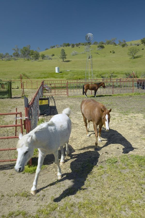 Horses On West Virginia Farm Stock Image Image of quarter