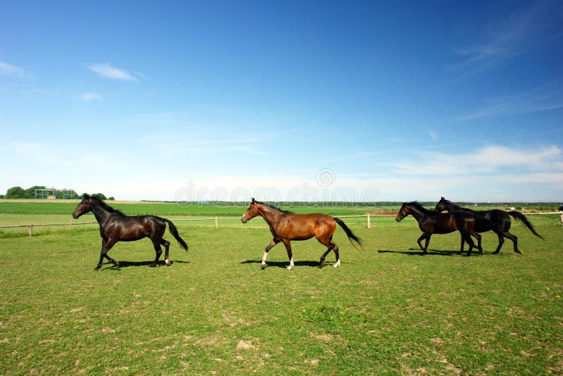 Horses in countryside
