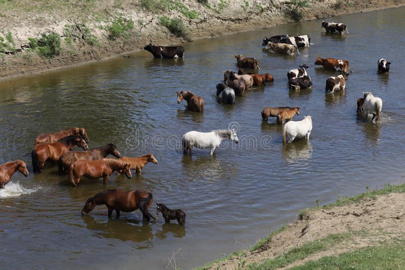 Horses and Cows Stand in the River in the Summer Heat Stock Image