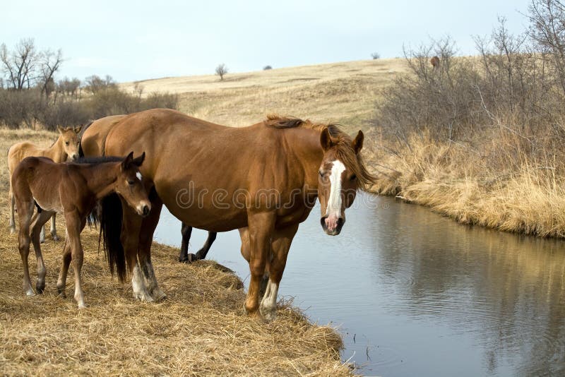 Horses by creek stock image. Image of horses, stream, mares 5151117